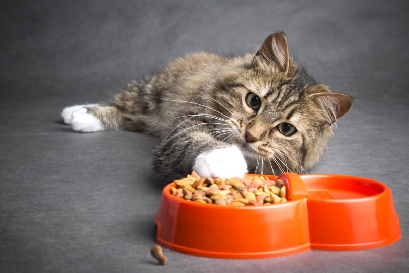 10 Reasons Why Your Cat is Not Eating | Bartlett vet | Hillcrest Animal Hospital