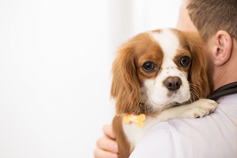Signs Your Pet Needs Emergency Vet Care | Bartlett vet | Hillcrest Animal Hospital