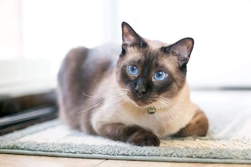 Asthma in Cats - Signs, Symptoms and Treatments, Memphis Vet