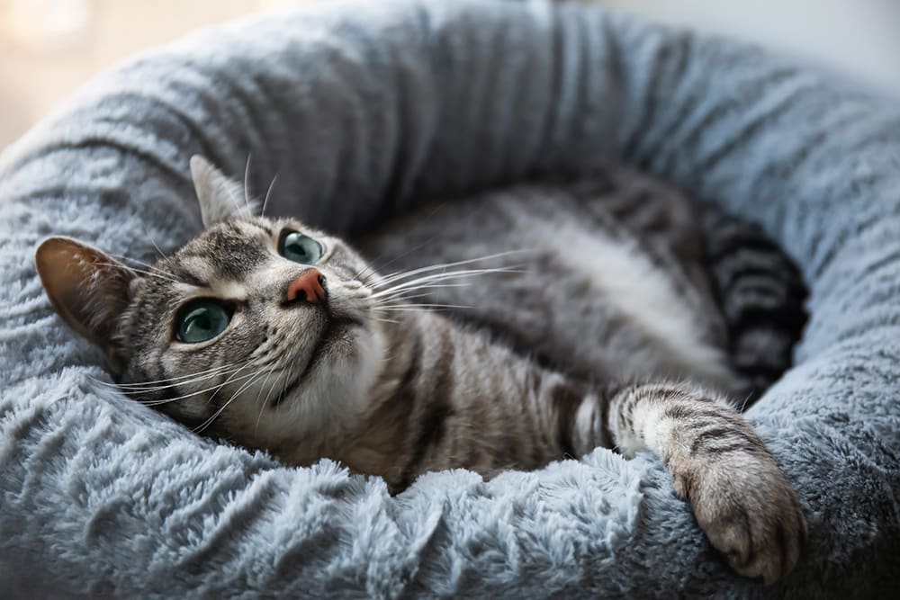 Cat comfortable on pet bed