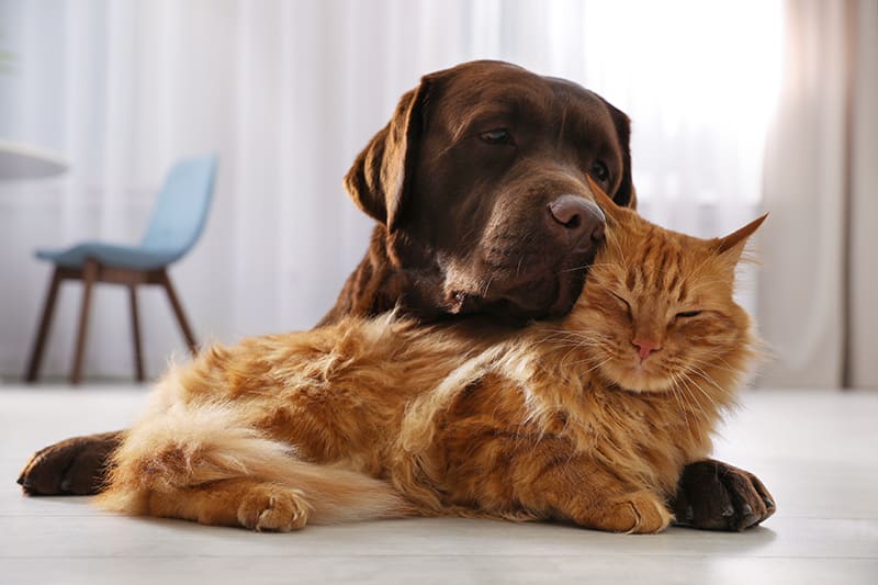 Chocolate lab and ginger long haired cat cuddling. What to do about dog or cat vomiting and diarrhea - Bartlett Memphis