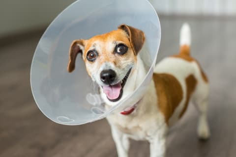 Manage your dog's pain after neutering, Memphis Vet