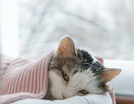 Do Cats Catch Colds? Memphis Vet